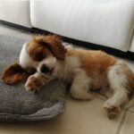 hond