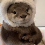 otter
