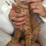 kat