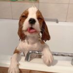 hond