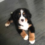 hond