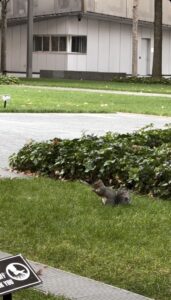 Eekhoorn in het parkje naast de twin towers